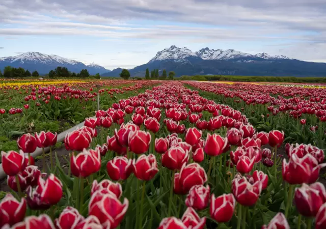 El Campo de Tulipanes Patagonia ofrece un despliegue visual sin igual durante todo octubre.