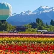 Ya se puede volar en globo sobre el campo de tulipanes m�s grande de la Patagonia