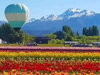 Tulipanes en Chubut.
