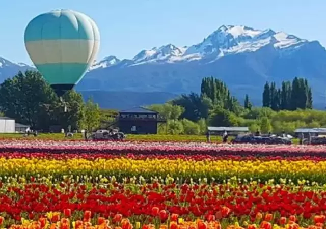 Tulipanes en Chubut.