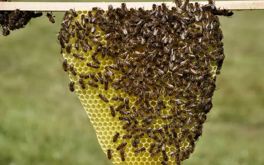 Panal de abejas