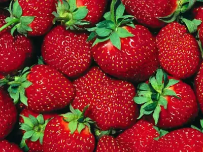 Llega el verano, y llegan ellas: las frutillas.