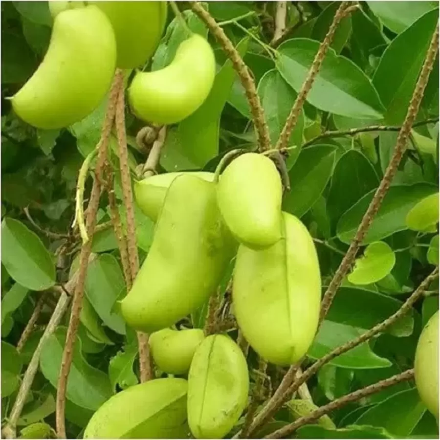 Griffonia simplicifolia