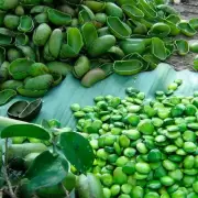Griffonia simplicifolia: la sorprendente planta africana que te cura las dolencias