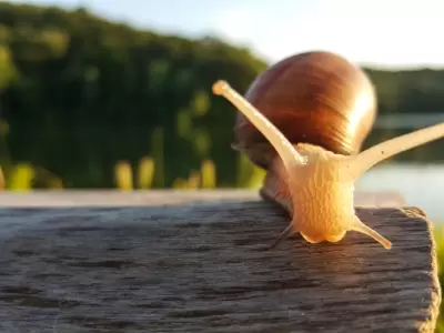Caracoles y el por qu� aparecen luego de la lluvia