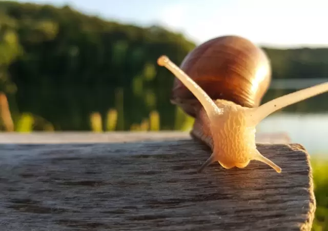 Caracoles y el por qu� aparecen luego de la lluvia
