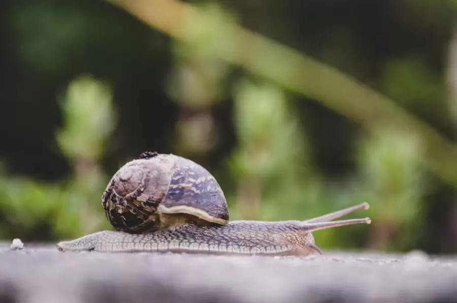 Los caracoles y su aparici�n