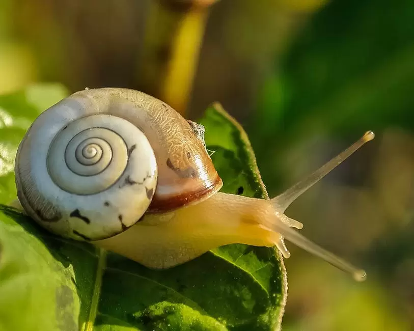 Los caracoles son muy importantes en la naturaleza