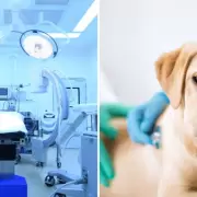 Parvovirus canino: s�ntomas, c�mo evitarlo y tratamiento
