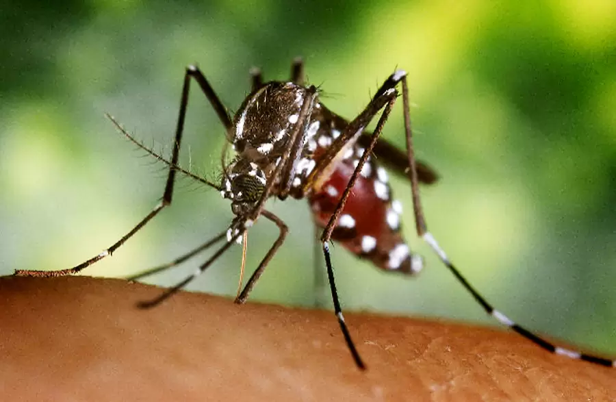 Algunas plantas los repelen, pero otras son una verdadera delicia para los mosquitos.