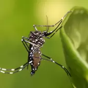 Mosquitos: las cinco plantas que los atraen, y que no conviene tener en casa