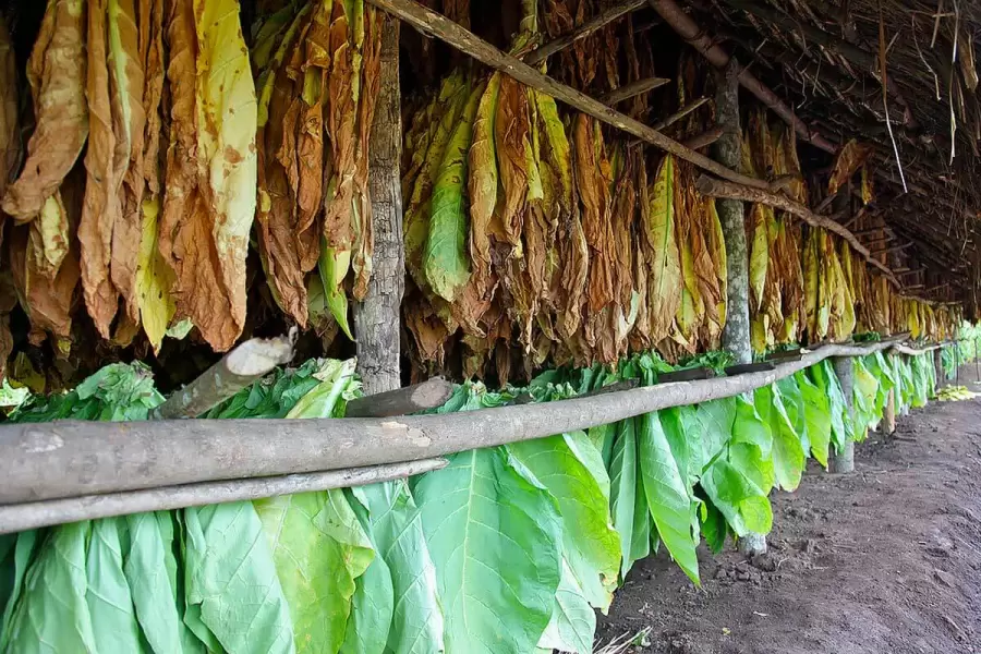 Producci�n de tabaco.