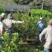 Protesta de productores: �podr�a faltar yerba en Argentina?