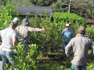 Producci�n de yerba mate.