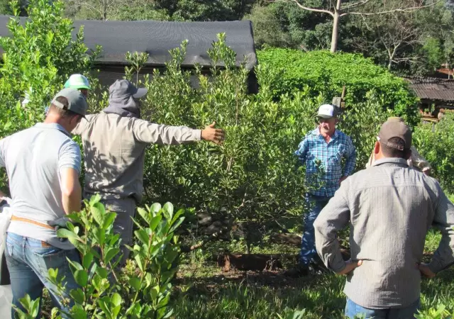 Producci�n de yerba mate.