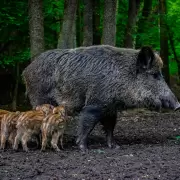 Una amenaza a la biodiversidad asola Argentina