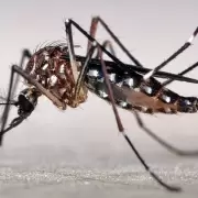 Dos casos de dengue se detectaron en Mendoza
