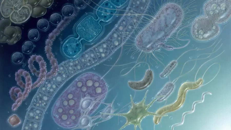 Bacterias varias.
