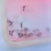 Tercer ensayo de liberaci�n de mosquitos est�riles por dengue: las zonas implicadas
