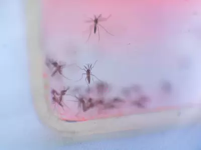 Mosquitos est�riles.