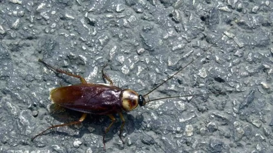 Hay m�s de 4.500 especies de cucarachas, y cerca de 500 g�neros.