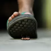 Cucarachas: el verdadero motivo por el que no hay que pisarlas