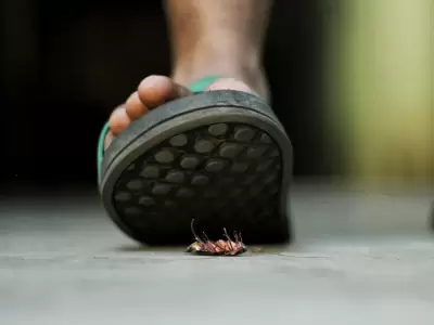 Su cuerpo aplanado les permite escabullirse por cualquier grieta.
