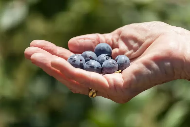 Combaten el estr�s oxidativo en el cuerpo, y compuestos como el resveratrol han sido estudiados por los posibles efectos positivos en el coraz�n.