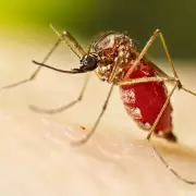 Plan nacional para combatir el dengue con mosquitos fluorescentes y est�riles