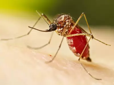 Mosquitos.
