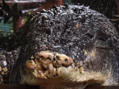 Cassius era considerado un prodigio de la naturaleza por su tama�o y fuerza.