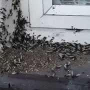 Sorprende una invasión de hormigas voladoras en el AMBA