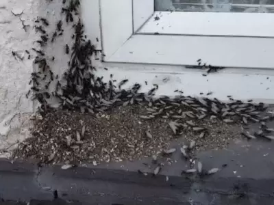 Los especialistas indicaron que se trata de un hecho frecuente en estas �pocas de mucho calor.