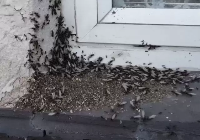 Los especialistas indicaron que se trata de un hecho frecuente en estas �pocas de mucho calor.