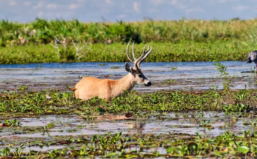 Parque Nacional Iberá