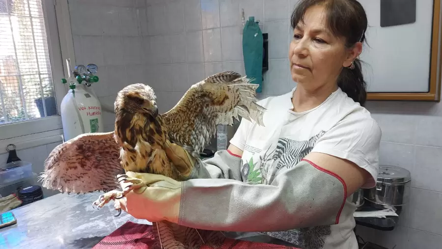Jennifer Ibarra, m�dica veterinaria e integrante de la Fundaci�n Cullunche.