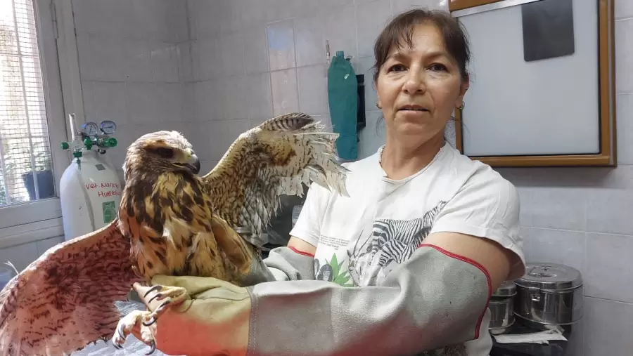 Jennifer Ibarra, m�dica veterinaria e integrante de la Fundaci�n Cullunche.