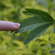 Plantas que se mueven: tipos, ejemplos y explicaciones