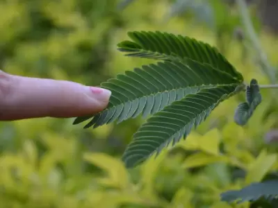 Las plantas se mueven gracias a un mecanismo de defensa.