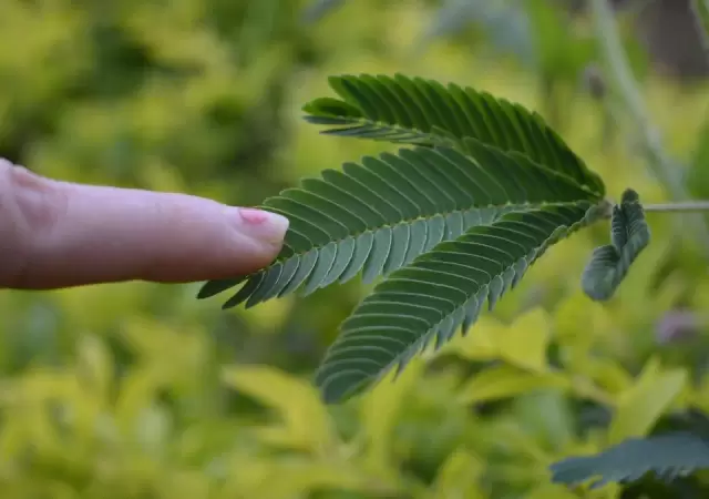 Las plantas se mueven gracias a un mecanismo de defensa.