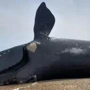 Podr�a saberse la causa de la muerte de las 21 ballenas en Pen�nsula Vald�s