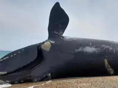 Ballenas muertas en Chubut