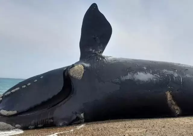 Ballenas muertas en Chubut