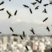 Hormigas voladoras, un fenómeno normal en esta época