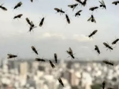El mi�rcoles, una de las noticias que m�s se comparti� en las redes sociales fue la invasi�n de hormigas voladoras en AMBA.