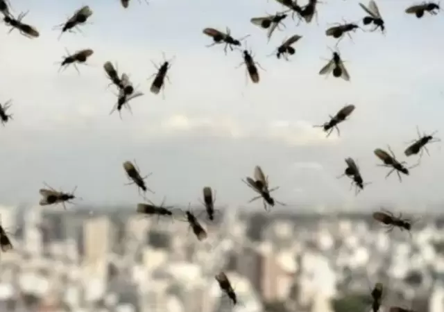 El mi�rcoles, una de las noticias que m�s se comparti� en las redes sociales fue la invasi�n de hormigas voladoras en AMBA.