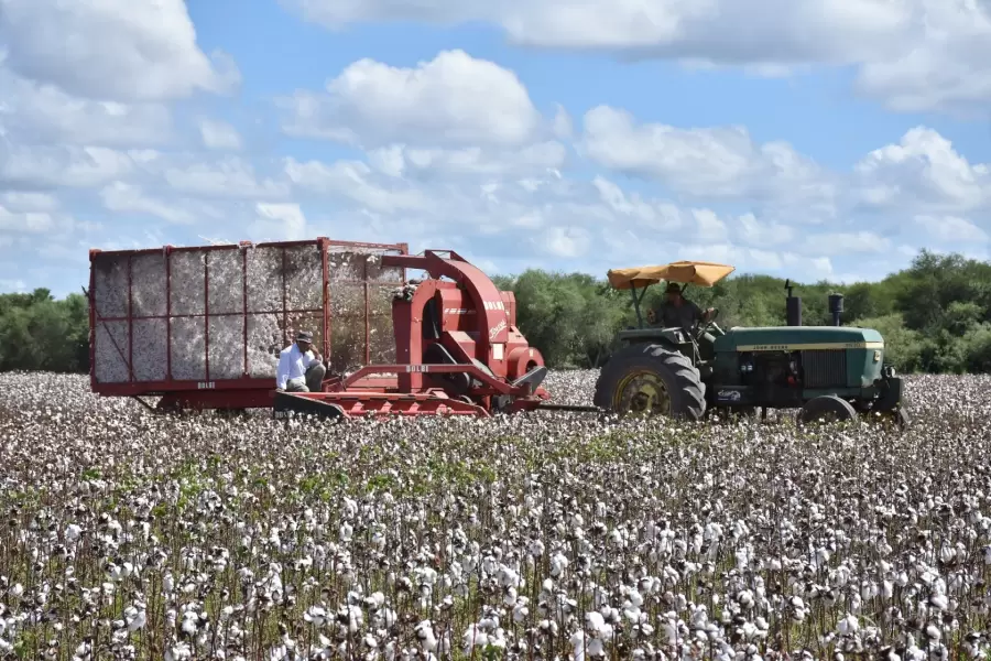 Producción de algodón en la provincia de Formosa