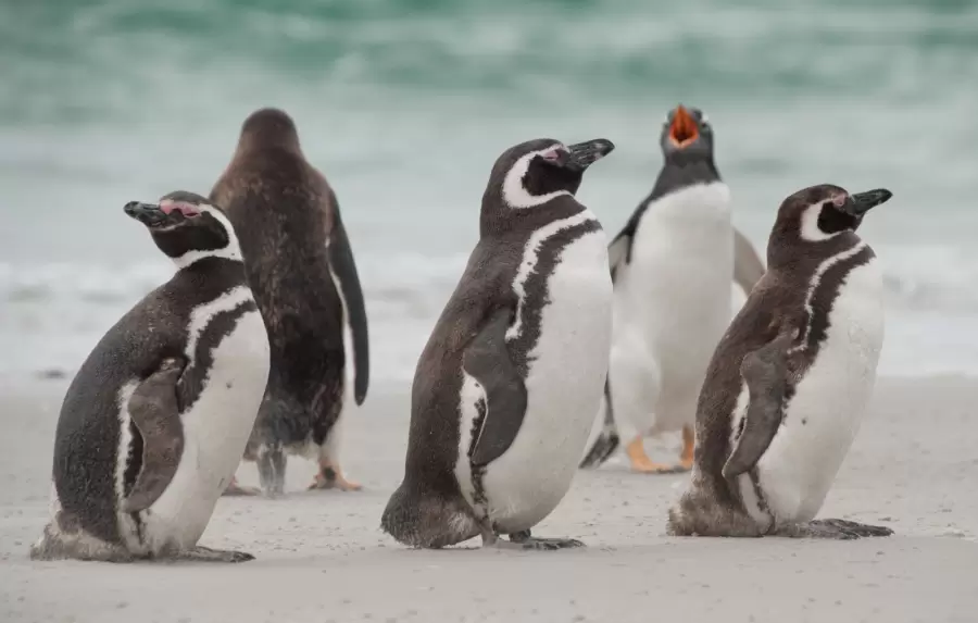 Pingüinos de Magallanes