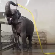 Elefantas aprenden a ducharse con mangueras y demuestran su inteligencia