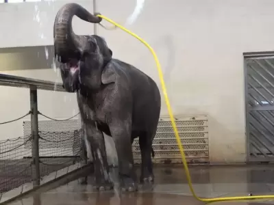 Elefantas aprenden a ducharse solas